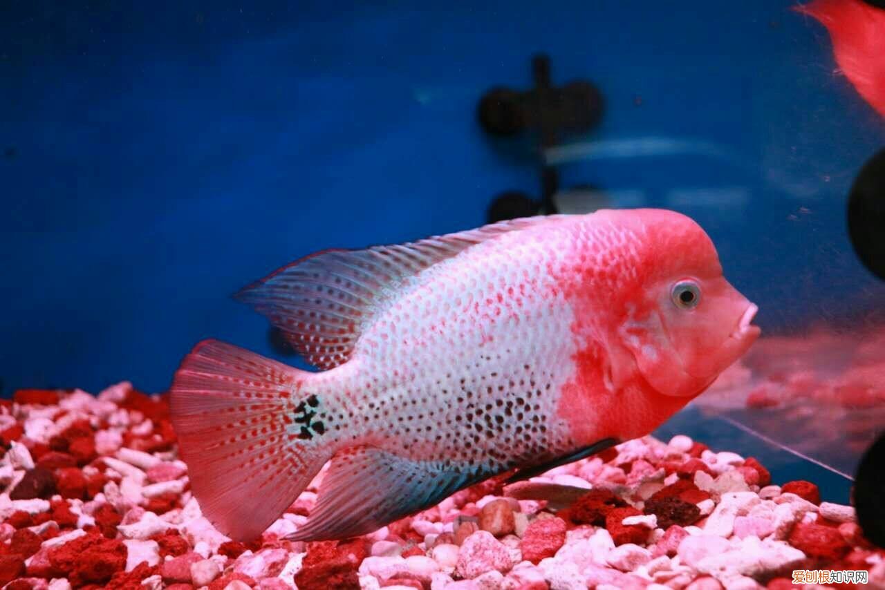 罗汉鱼蹭缸,罗汉鱼蹭缸视频