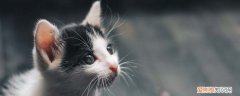 小猫为什么会突然死亡惊人真相，小猫咪突然死亡的原因