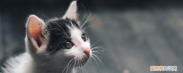 小猫为什么会突然死亡惊人真相,小猫咪突然死亡的原因