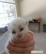 刚生下来的小猫为什么会死亡，刚出生的小猫为什么会死掉
