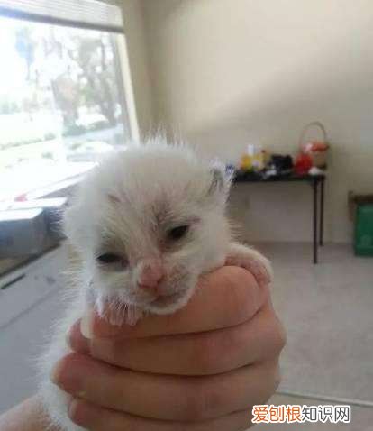 刚生下来的小猫为什么会死亡,刚出生的小猫为什么会死掉