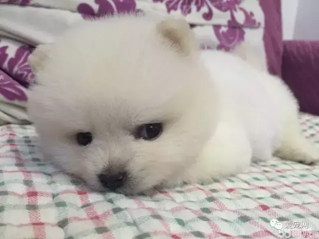针对新手 新买回家的小狗如何饲养,饲养干货|刚买回家的狗狗该如何饲养