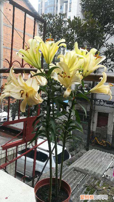 花怎么养叶子才能更绿,养花人必知的3个技巧,学会之后,叶子油绿花开爆,谁见了都羡慕