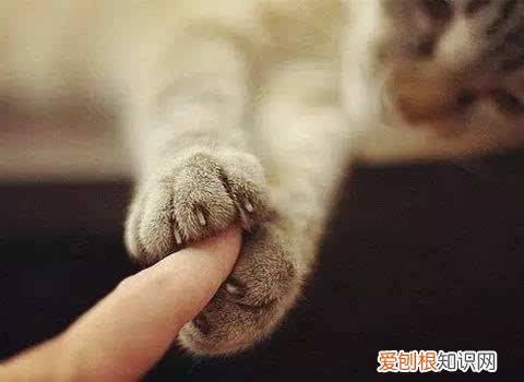 猫为什么没有症状就死了,猫为什么没有症状就死了呢