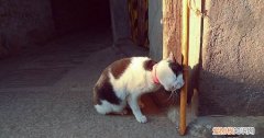 猫为什么一直蹭东西是痒么，猫一直蹭痒是怎么回事