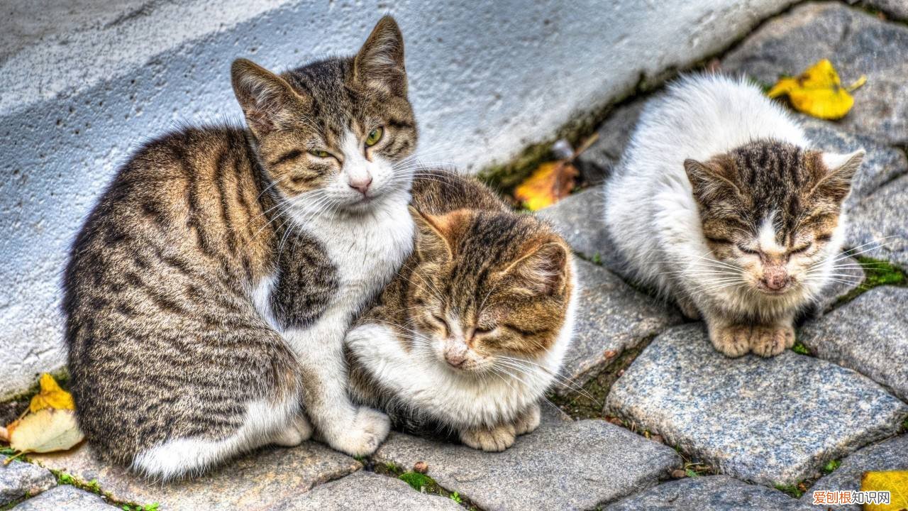 流浪猫为什么不怕猫瘟,流浪猫为什么不怕猫瘟呢