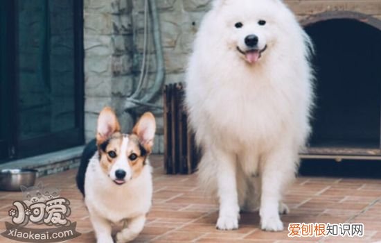 狗咬主人的原因,为什么狗咬主人的手,狗咬主人的原因,为什么狗咬主人的手指