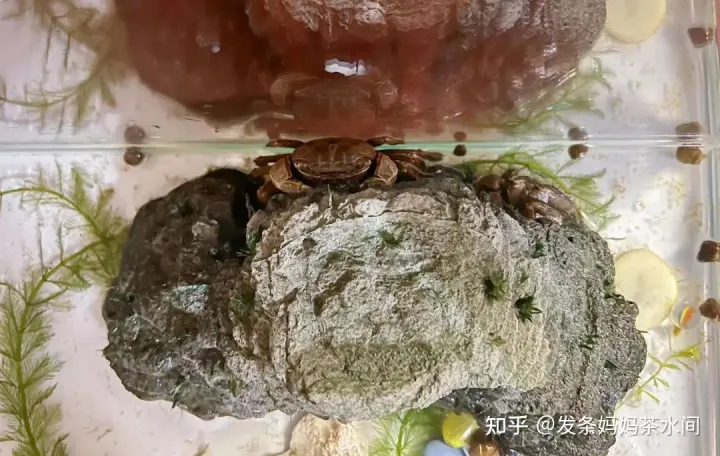有什么小动物可以养在卧室,有什么小动物可以养?