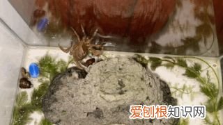 有什么小动物可以养在卧室,有什么小动物可以养?