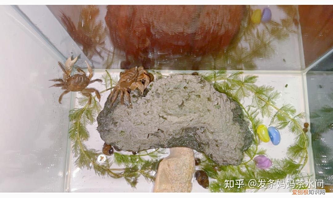 有什么小动物可以养在卧室,有什么小动物可以养?