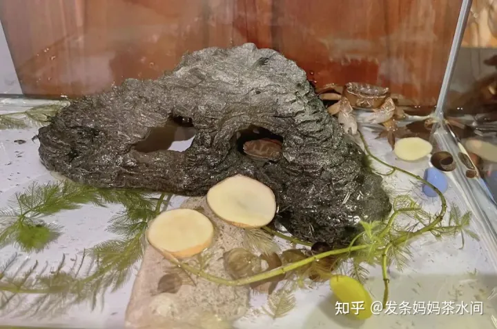 有什么小动物可以养在卧室,有什么小动物可以养?