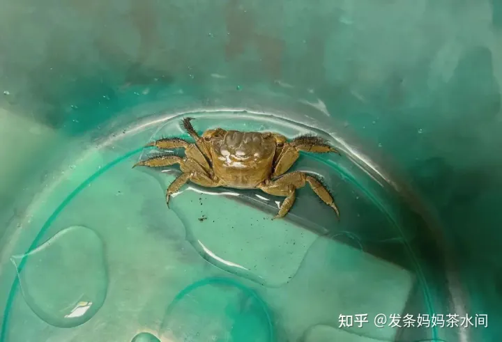 有什么小动物可以养在卧室,有什么小动物可以养?