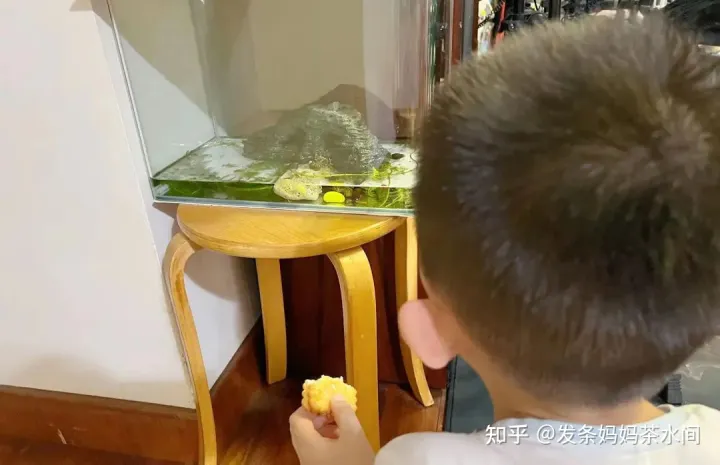 有什么小动物可以养在卧室,有什么小动物可以养?