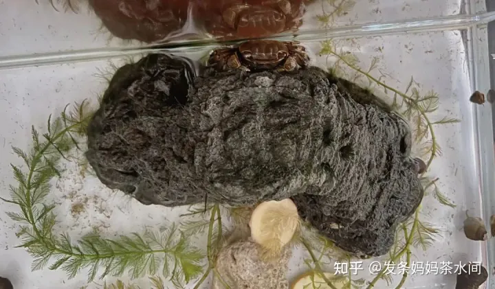 有什么小动物可以养在卧室,有什么小动物可以养?