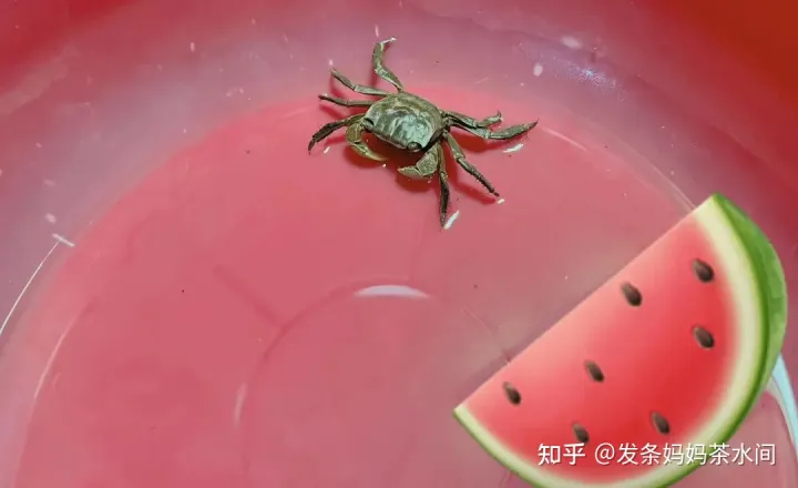 有什么小动物可以养在卧室,有什么小动物可以养?