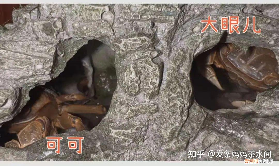有什么小动物可以养在卧室,有什么小动物可以养?