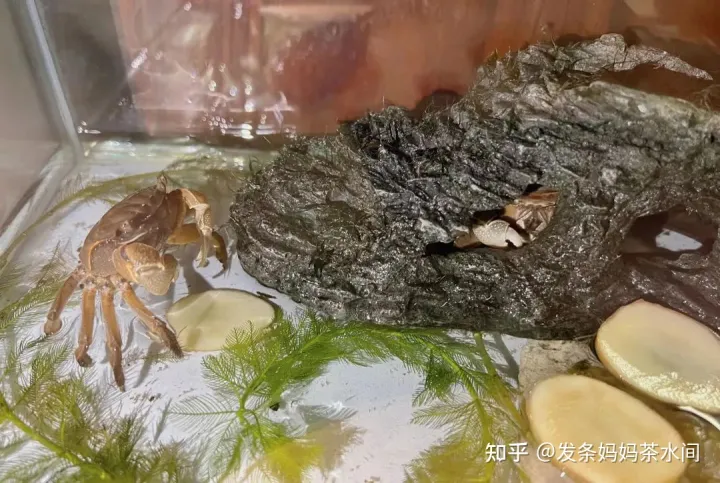 有什么小动物可以养在卧室,有什么小动物可以养?