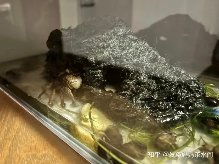 有什么小动物可以养在卧室,有什么小动物可以养?