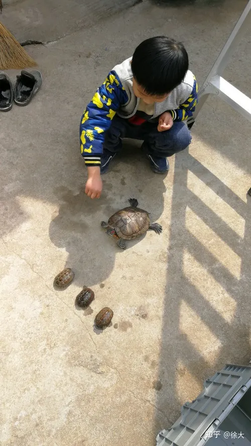 小孩子想养宠物,养什么最好,小孩子想养宠物,养什么好?