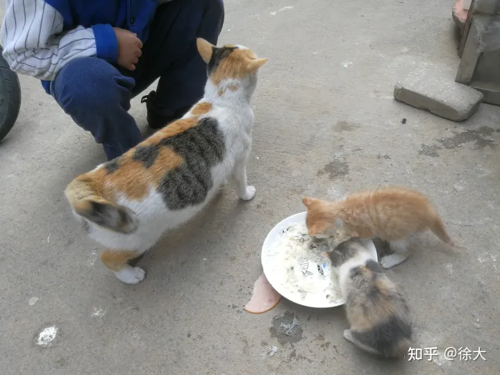小孩子想养宠物,养什么最好,小孩子想养宠物,养什么好?