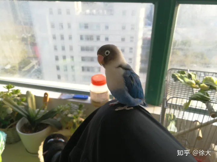 小孩子想养宠物,养什么最好,小孩子想养宠物,养什么好?