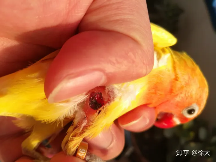 小孩子想养宠物,养什么最好,小孩子想养宠物,养什么好?