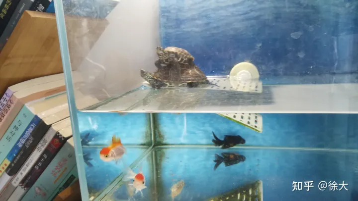 小孩子想养宠物,养什么最好,小孩子想养宠物,养什么好?
