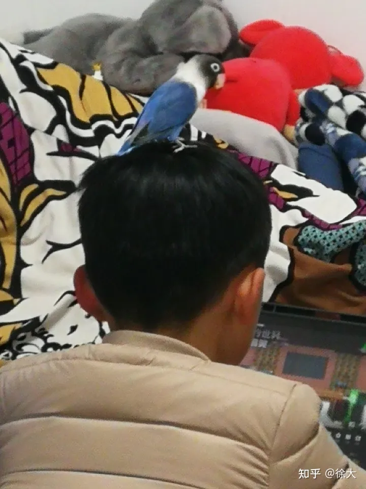 小孩子想养宠物,养什么最好,小孩子想养宠物,养什么好?