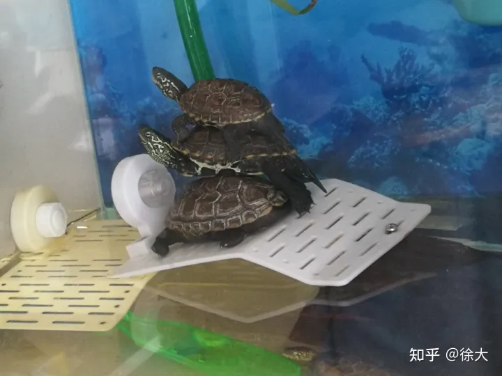小孩子想养宠物,养什么最好,小孩子想养宠物,养什么好?