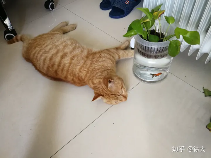 小孩子想养宠物,养什么最好,小孩子想养宠物,养什么好?