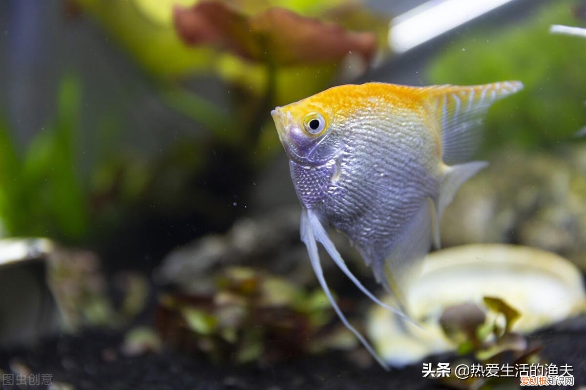 养什么品种的宠物狗比较好养,养什么宠物好?不用纠结,选择适合自己的最好