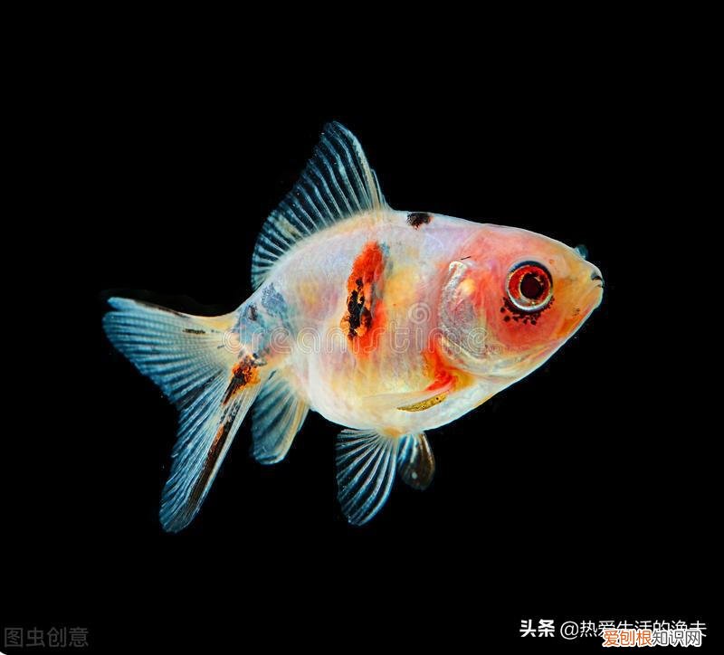 养什么品种的宠物狗比较好养,养什么宠物好?不用纠结,选择适合自己的最好