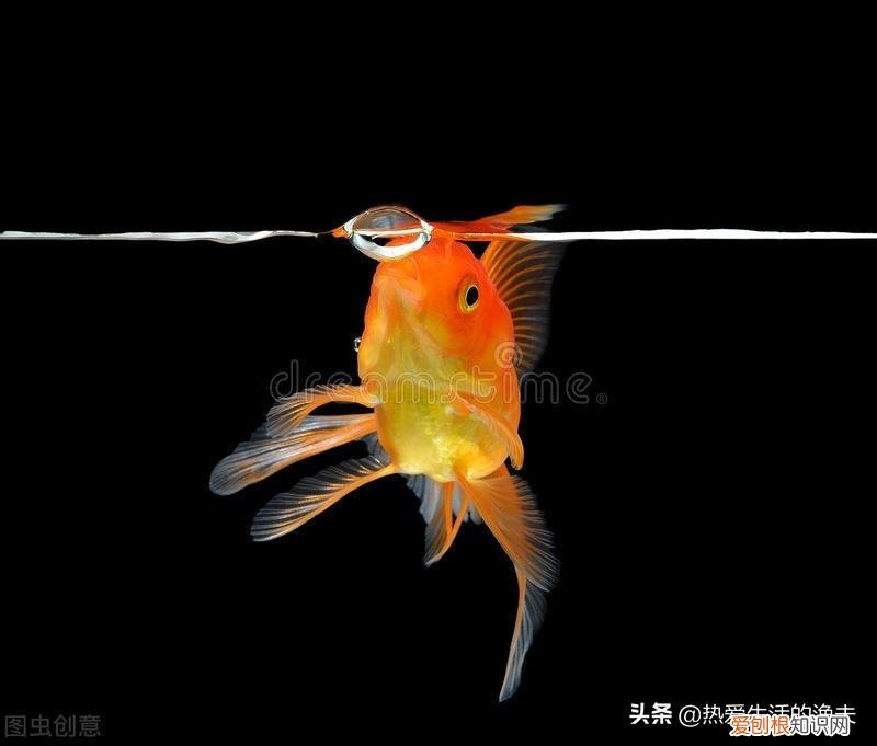 养什么品种的宠物狗比较好养,养什么宠物好?不用纠结,选择适合自己的最好