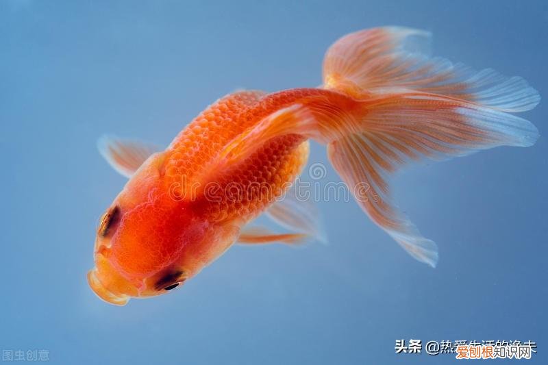 养什么品种的宠物狗比较好养,养什么宠物好?不用纠结,选择适合自己的最好