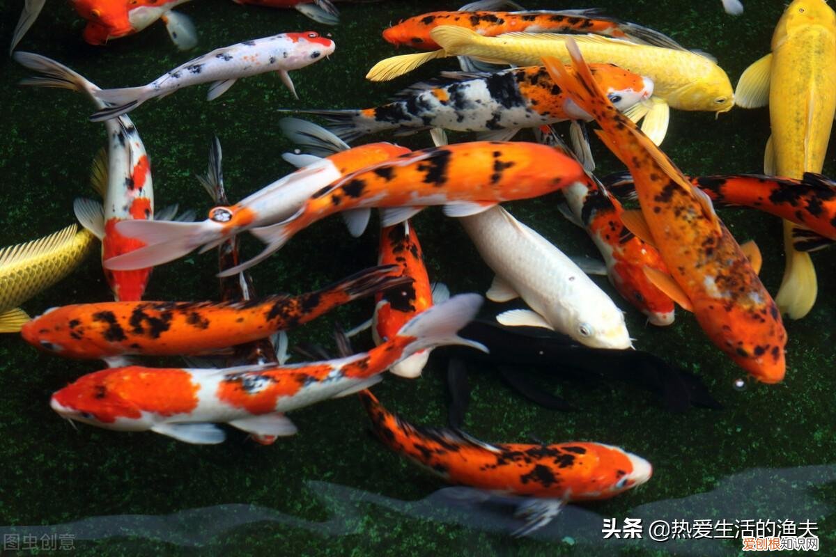 养什么品种的宠物狗比较好养,养什么宠物好?不用纠结,选择适合自己的最好