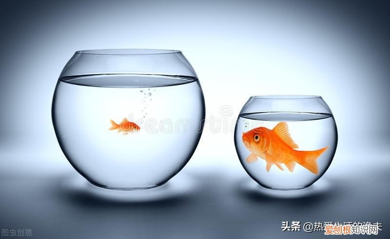 养什么品种的宠物狗比较好养,养什么宠物好?不用纠结,选择适合自己的最好