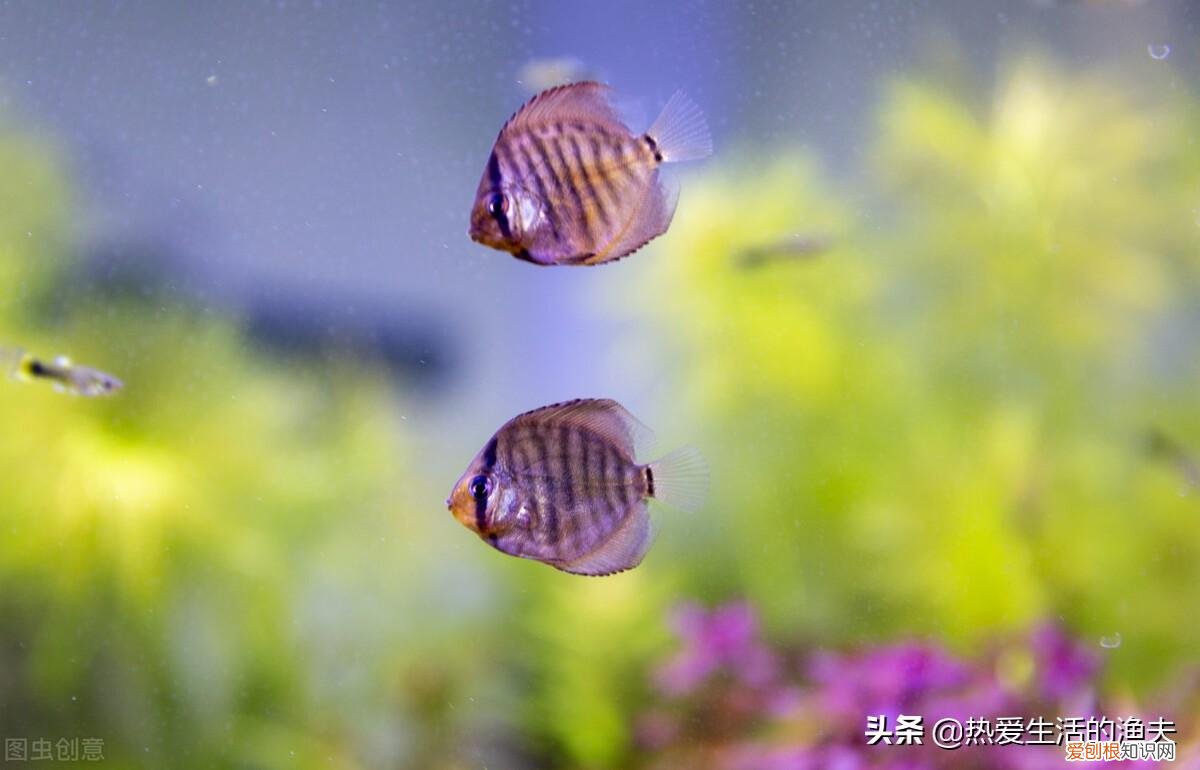 养什么品种的宠物狗比较好养,养什么宠物好?不用纠结,选择适合自己的最好