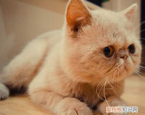 加菲猫为什么总流眼泪是怎么回事,加菲猫咪流眼泪是怎么回事