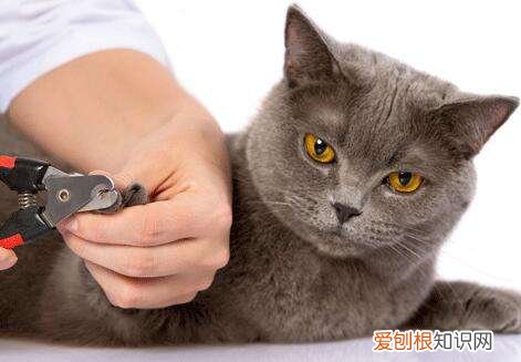 猫为什么老啃自己的脚指甲掉了怎么办,猫咪一直啃脚趾甲