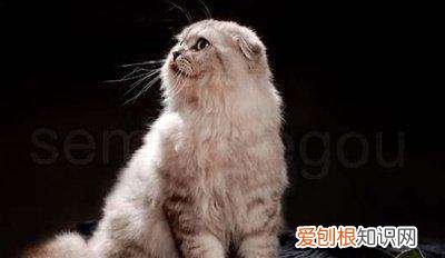猫为什么一阵阵发抖,猫猫一阵一阵发抖