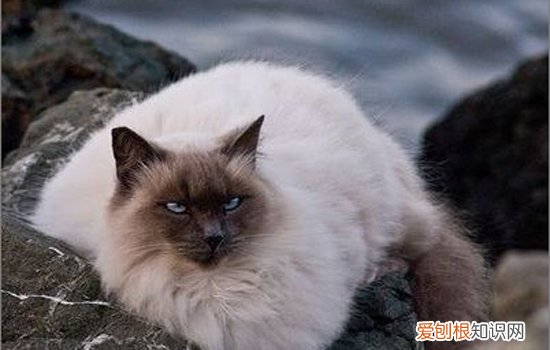 猫为什么绝育可以避免疾病,猫绝育的害处
