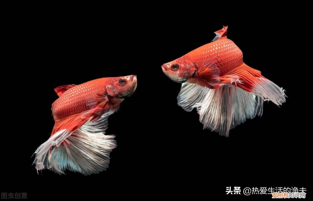 上一天班的人适合养什么宠物,上班族,闲暇之余养个什么宠物最合适呢?养什么宠物好呢?
