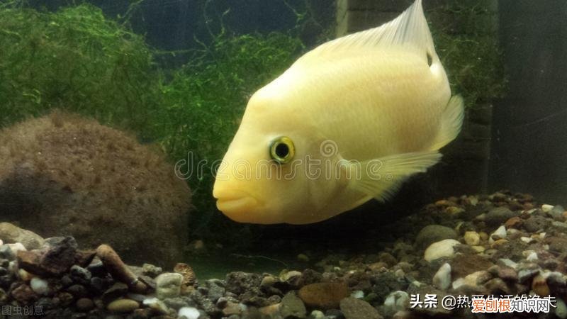 上一天班的人适合养什么宠物,上班族,闲暇之余养个什么宠物最合适呢?养什么宠物好呢?