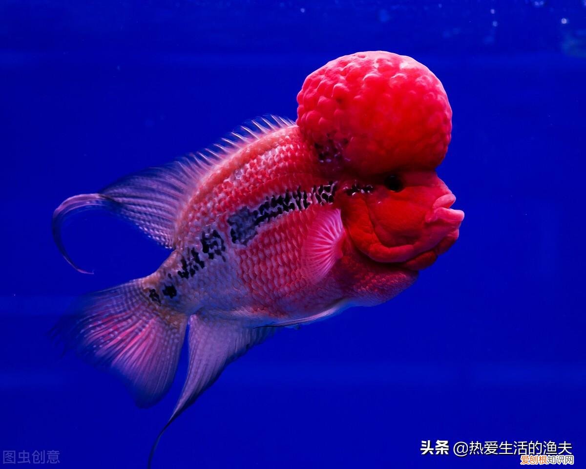 上一天班的人适合养什么宠物,上班族,闲暇之余养个什么宠物最合适呢?养什么宠物好呢?