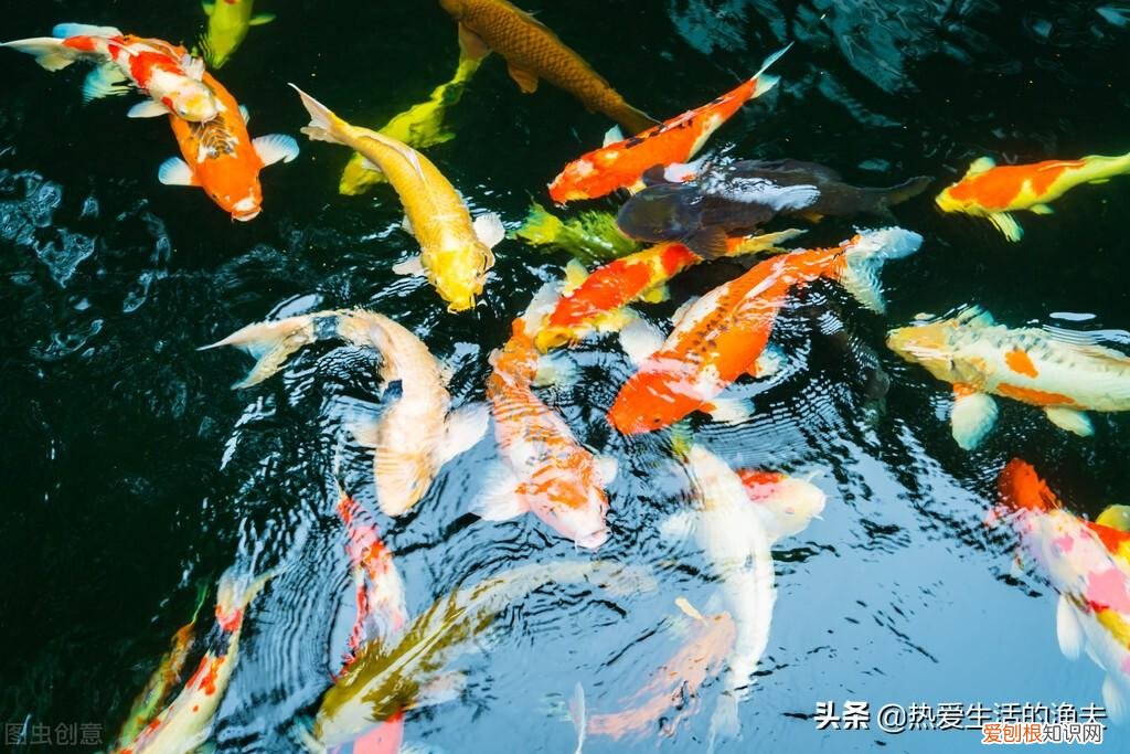 上一天班的人适合养什么宠物,上班族,闲暇之余养个什么宠物最合适呢?养什么宠物好呢?