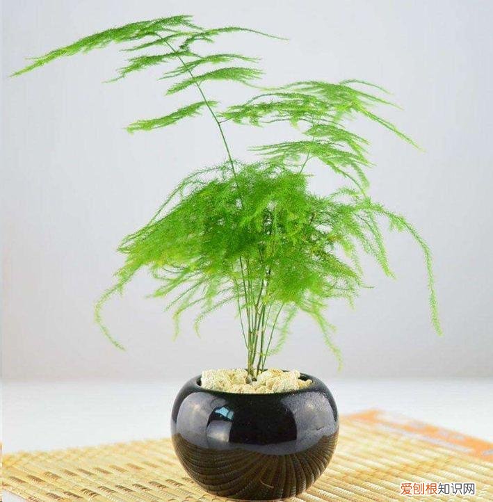 养花顺口溜大全,养花5句“顺口溜”,记住从此不踩坑,收藏起来准有用