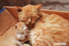 母猫为什么会吃小猫的屎，母猫会吃小猫的屎吗