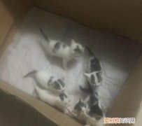 刚满月的幼猫为什么老吐，满月小猫拉稀还吐