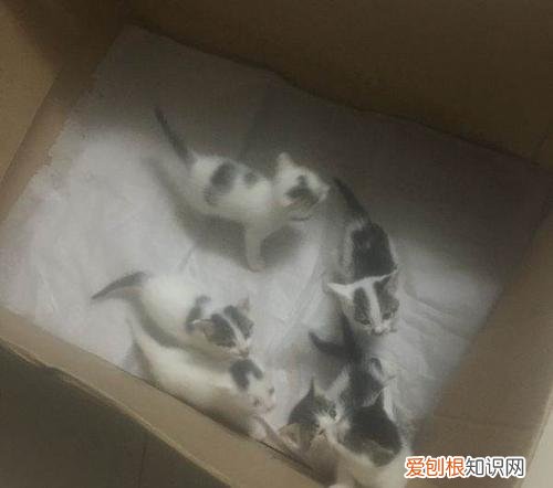 刚满月的幼猫为什么老吐,满月小猫拉稀还吐