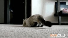 猫为什么喜欢蹭屁股，猫为啥喜欢蹭